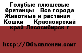 Голубые плюшевые британцы - Все города Животные и растения » Кошки   . Красноярский край,Лесосибирск г.